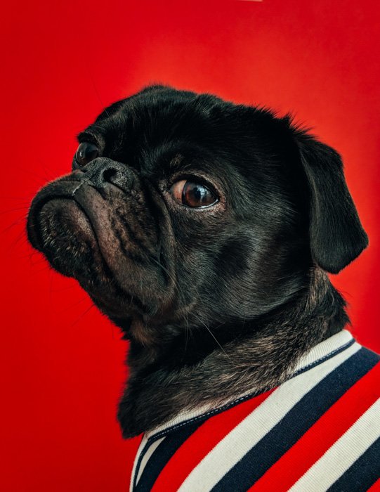 Милая черная собака в полосатом джемпере на красном фоне