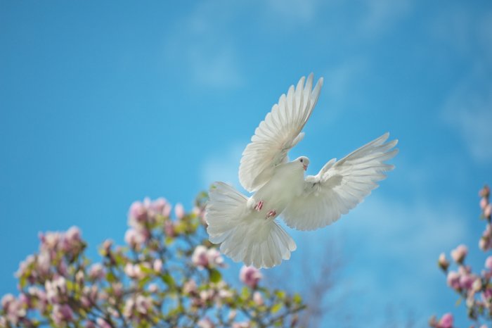 A white dove in flight - stock photography styles