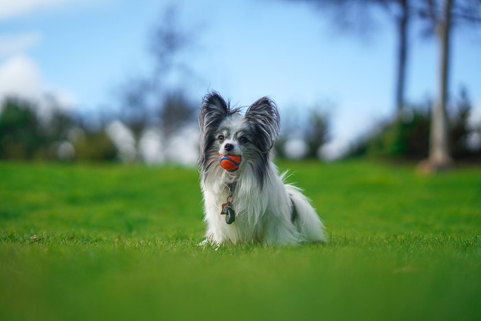Портрет милой собачки на природе, снятый беззеркальной камерой Nikon Z7