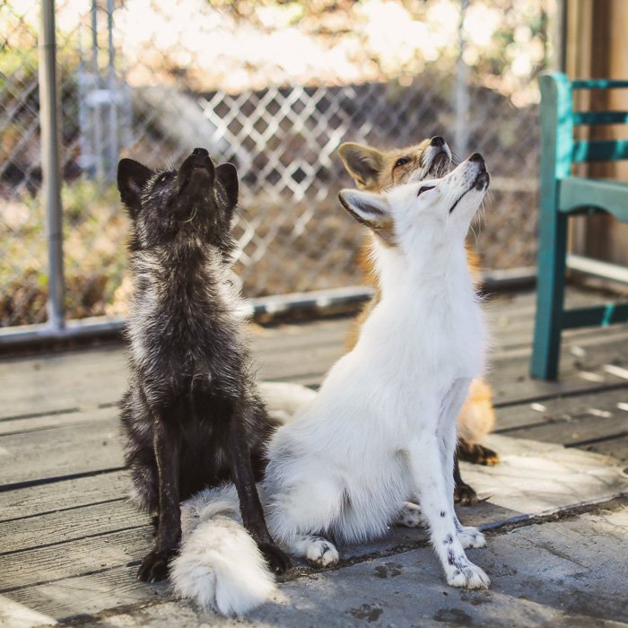 Портрет двух собак, снятый на беззеркальную камеру Nikon Z7