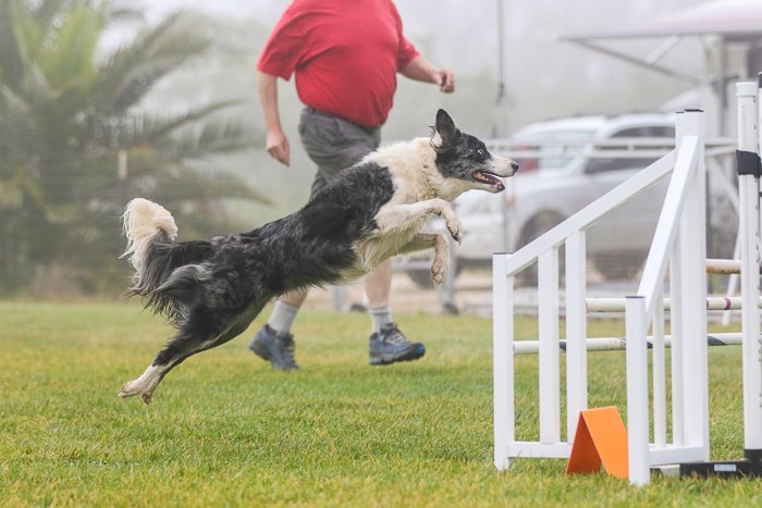 Action shot of the dog jumping over an agility jump, shot with Sigma 70-200mm f/2.8 DG OS HSM