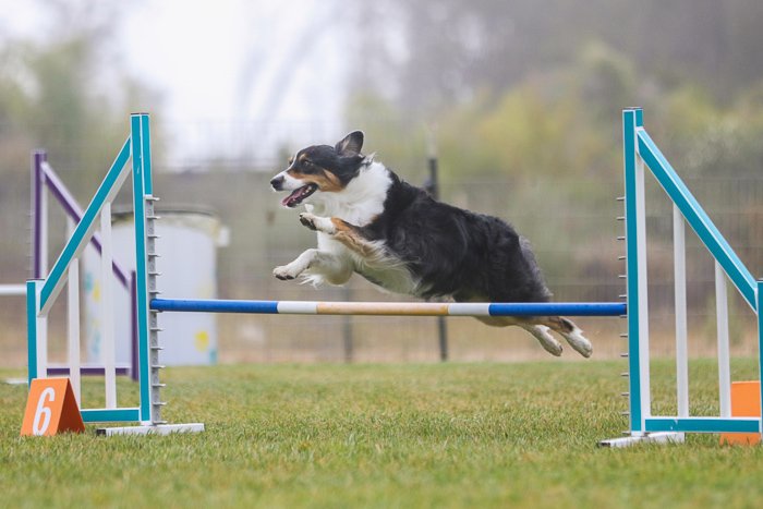Action shot of the dog jumping over an agility jump, shot with Sigma 70-200mm f/2.8 DG OS HSM