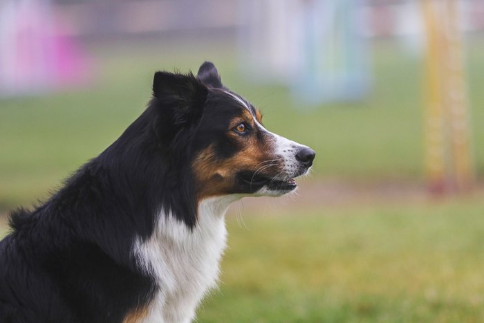 Портрет собаки на улице, снятый с помощью Sigma 70-200mm f/2.8 DG OS HSM