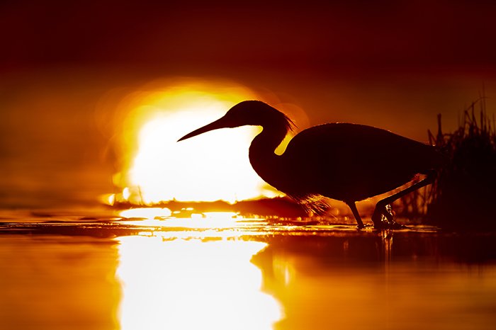 Stunning wildlife portrait of the heron in the lake at sunset - fine art photography mistakes 