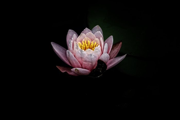 Атмосферное фото розового цветка на черном фоне - ошибки художественной фотографии
