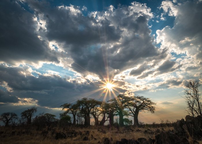A stunning safari landscape shot
