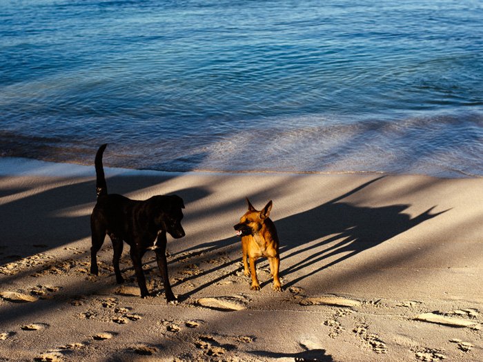 Две собаки играют на пляже