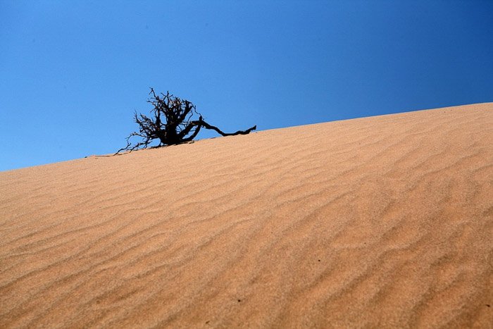 Минималистская пейзажная фотография, изображающая одинокое дерево в пустыне под ясным голубым небом