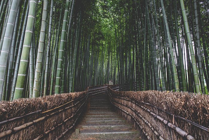 Эта бамбуковая роща в Арашияме, Япония фото