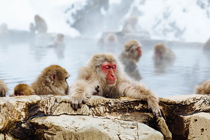 Очаровательное фото обезьян в парке обезьян Дзигокудани - классные фотографии Японии