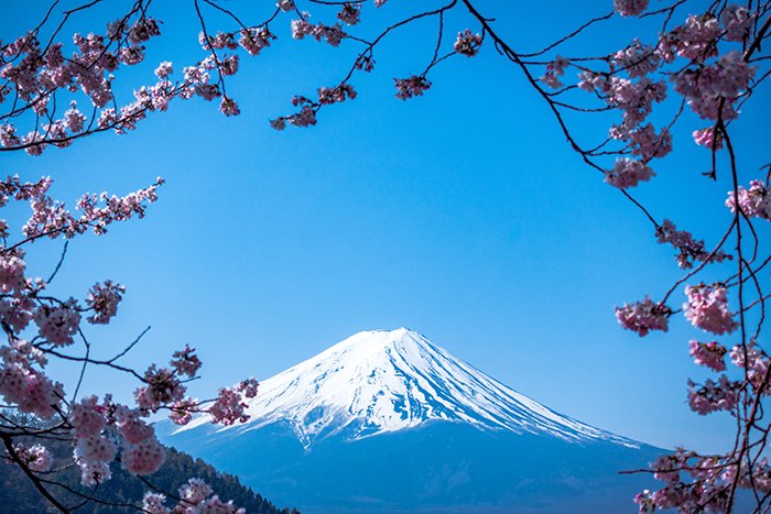 Впечатляющий вид на гору Фудзи в Японии в обрамлении цветущей сакуры - красивые фотографии Японии