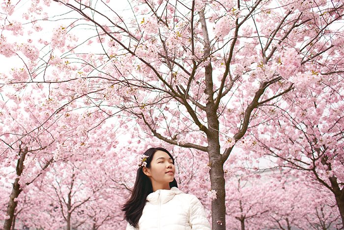 Мечтательный портрет японской девушки, позирующей под розовыми цветами сакуры