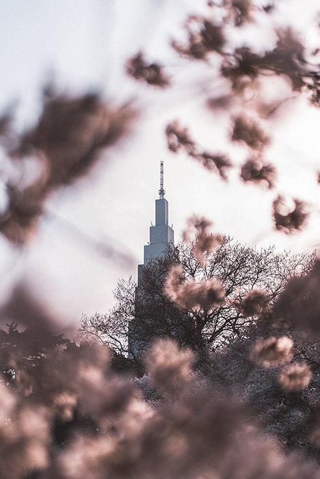 Мечтательный снимок башни сквозь цветы в саду Синдзюку Гёэн