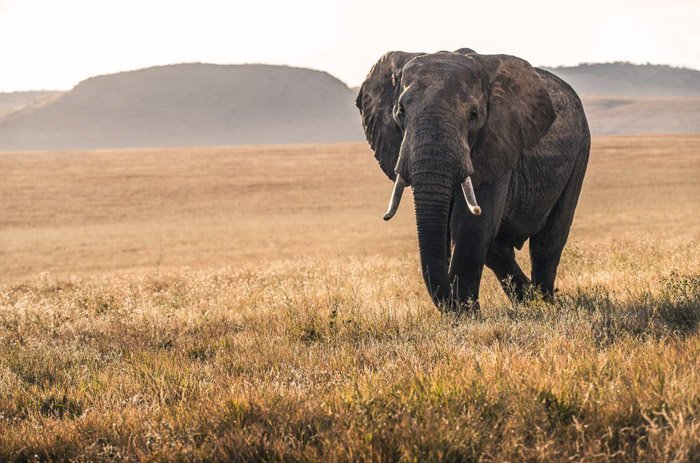 Слон, идущий по травянистому ландшафту - одежда для фотографирования дикой природы