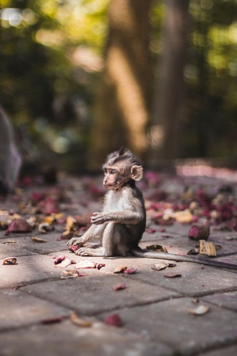 Детеныш обезьяны сидит на тротуаре - одежда для фотографирования дикой природы
