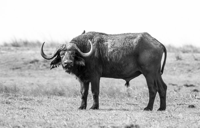 Атмосферное изображение дикой природы капского буйвола (с окспекером на спине) - советы по фотосъемке сафари