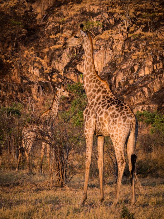 Портрет дикой природы двух жирафов, удивительно замаскированных на фоне освещенных солнцем скал в Национальном парке Чобе, Ботсвана.