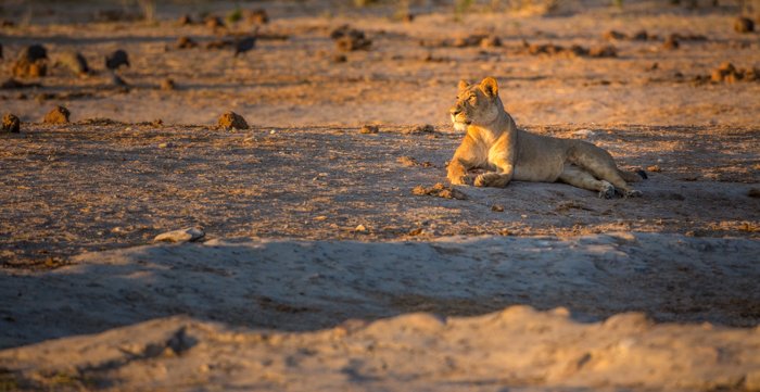 A stunning portrait of the lioness resting - safari photography tips