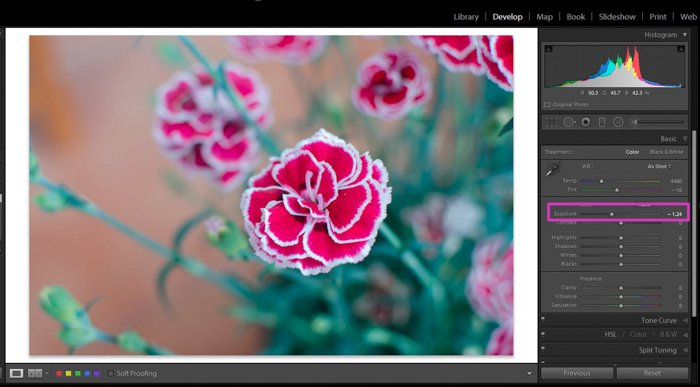 Скриншот уменьшения переэкспонированной фотографии розового цветка в Lightroom