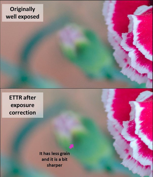 Диптих цветочной фотографии, демонстрирующий изначально хорошо экспонированную фотографию и ETTR после коррекции экспозиции