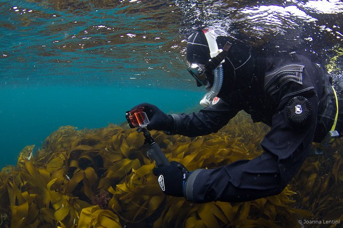 Подводный фотограф делает снимки морских водорослей - приключенческое фотооборудование