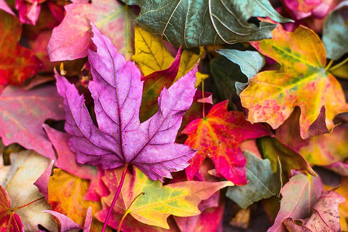 Осенняя фотография разноцветных листьев на земле