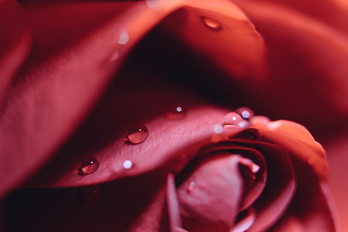 Фотография капель воды на красной розе крупным планом - форма в фотографии