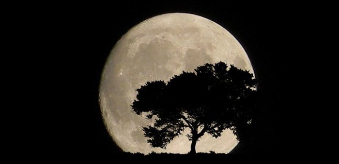 Силуэт дерева на фоне полной луны