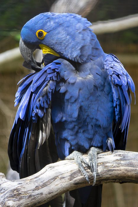 Голубой попугай, снятый телеобъективом