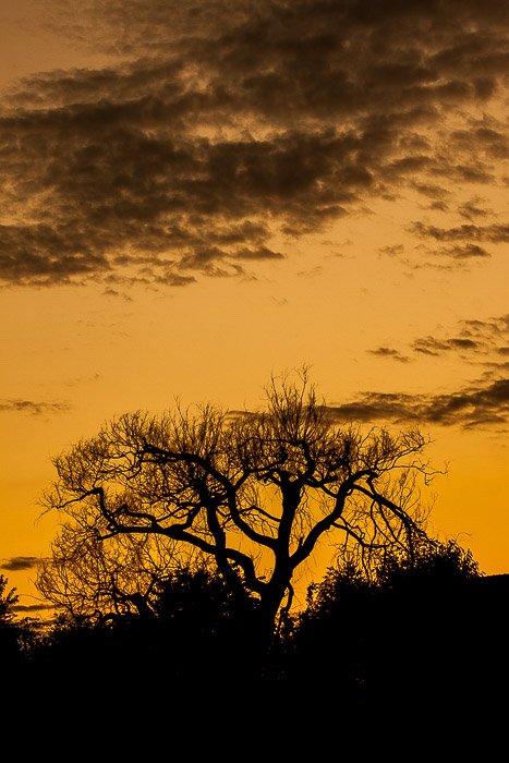 Дерево в силуэте на фоне закатного неба