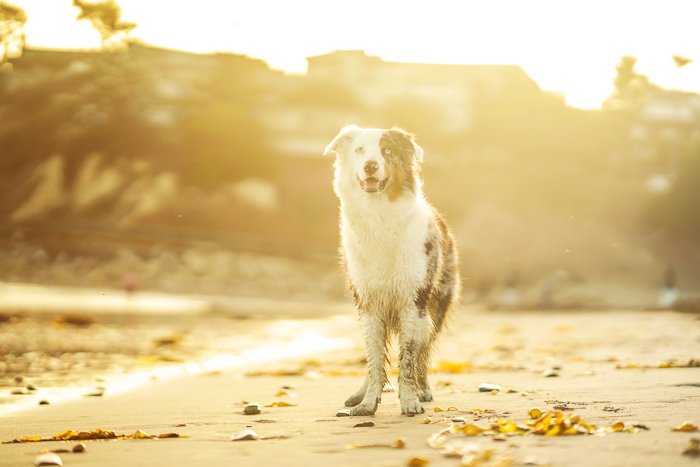 Милый портрет черно-белой собаки, стоящей на пляже в золотой час
