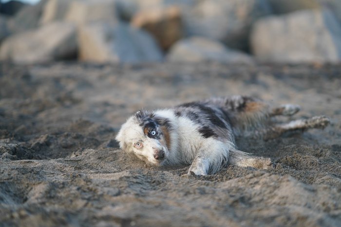 Милый портрет собаки, лежащей на песчаном пляже - настройки экспозиции для фотографии домашних животных