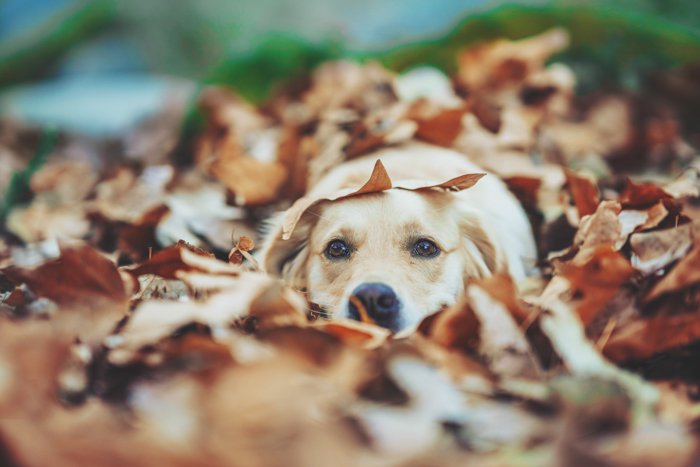 Милый портрет собаки лабрадора, лежащей среди осенних листьев - настройки экспозиции для фотографии домашних животных