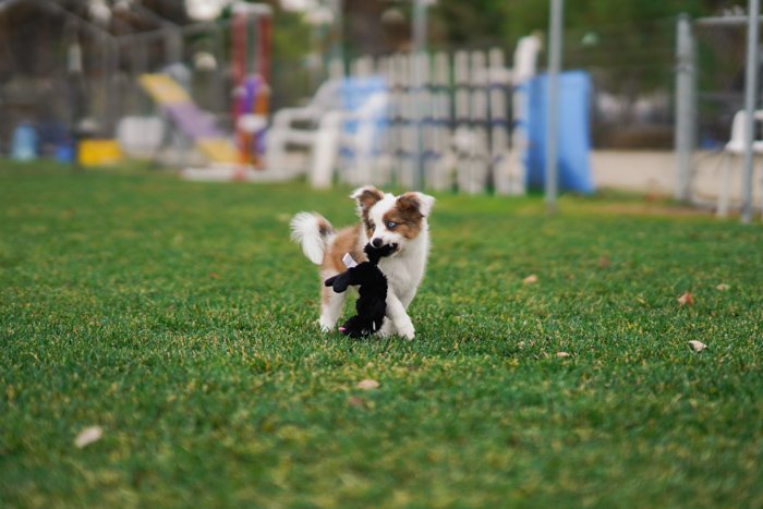 Милый портрет коричнево-белого щенка на траве - настройки экспозиции для фотографии домашних животных
