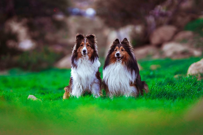 Милый портрет двух собак породы шелти, сидящих на траве - настройки экспозиции для фотографии домашних животных