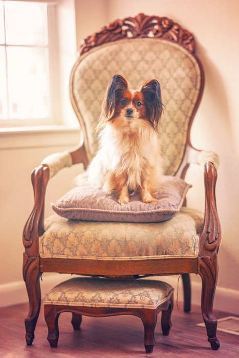 Милый портрет маленькой коричнево-белой собаки, сидящей на шикарном стуле в помещении