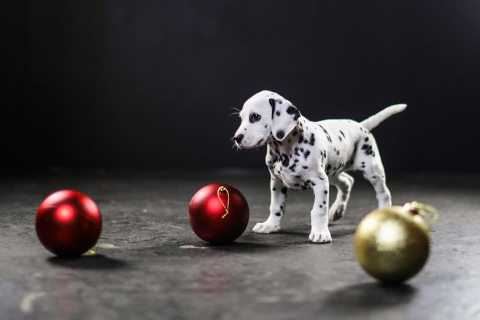 Милый портрет щенка далматинца, играющего с рождественскими украшениями