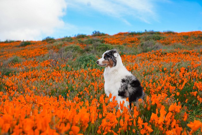 Милый портрет черно-белой собаки, сидящей в поле оранжевых цветов - настройки экспозиции для фотографии домашних животных