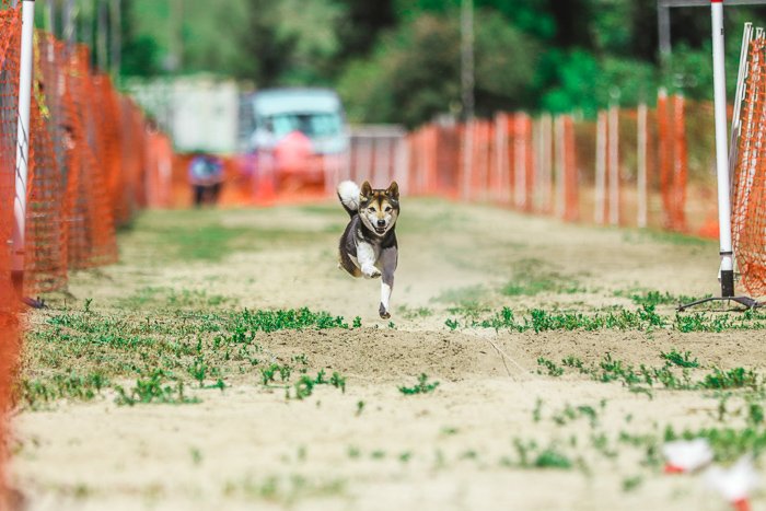 Экшн-портрет собаки, бегущей на соревнованиях по аджилити - настройки экспозиции для фотографии домашних животных