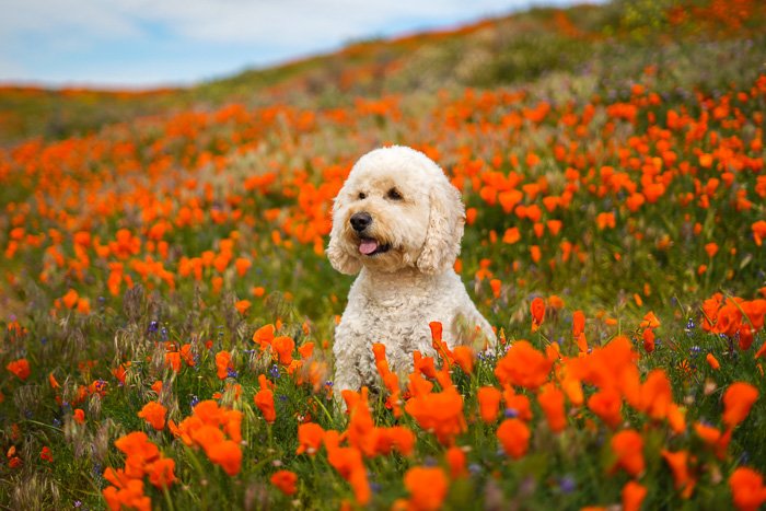 Милый домашний портрет белой собаки, сидящей в поле оранжевых цветов - настройки экспозиции для фотографии домашних животных