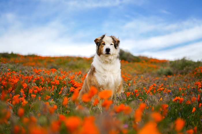 Милый портрет коричнево-белой собаки, сидящей в поле оранжевых цветов - настройки экспозиции для фотографии домашних животных