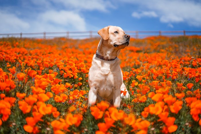 Милый портрет коричневой собаки, сидящей в поле оранжевых цветов - настройки экспозиции для фотографии домашних животных