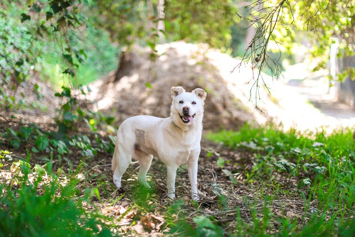 Милый портрет белой собаки, стоящей в лесу