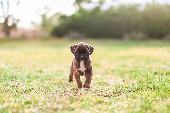 Милый портрет щенка боксера на траве - настройки экспозиции для фотографии домашних животных