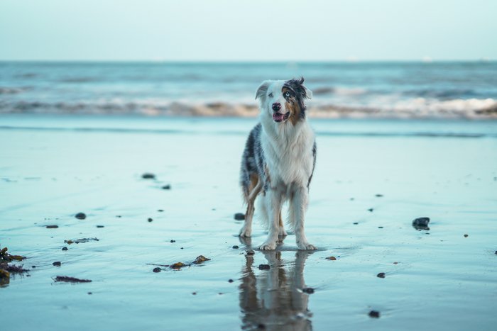 Милый портрет черно-белой собаки, стоящей на пляже вечером