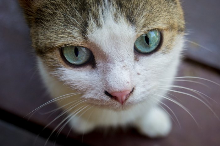 Портрет кошки крупным планом с акцентом на глаза