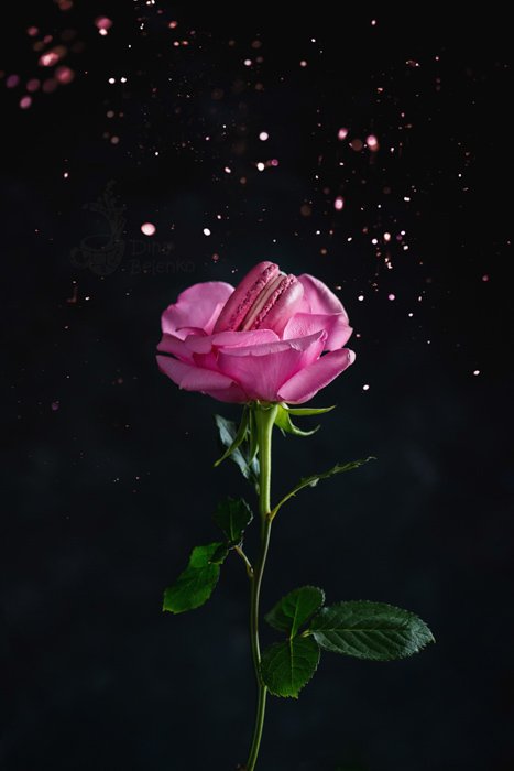 Крутой натюрморт с изображением розы на черном фоне - идеи весенней фотографии