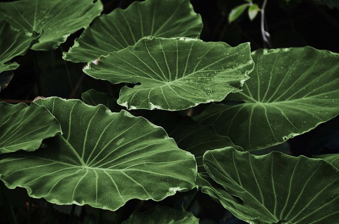 Фотография группы зеленых листьев крупным планом - однотонное цветное фото