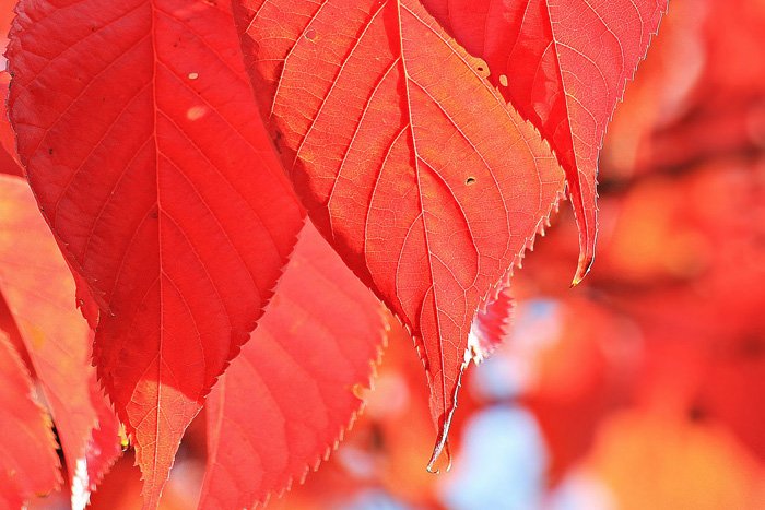Фотография осенних листьев крупным планом с использованием красных монохроматических цветов