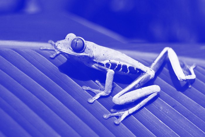 Монохроматическая фотография лягушки на листе в синих тонах